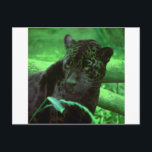 Black Panther Jaquar på Grönt Vykort<br><div class="desc">En villkor som kallas melanism förekommer i arten. Den melanistiska formen är mindre vanlig än den fläckade formen - sex procent har rapporterats för dess sydamerikanska utbredningsområde - och är resultatet av en dominerande allel. Jaguars med melanism ser helt svart ut, även om deras fläckar fortfarande syns vid noggrann undersökning....</div>