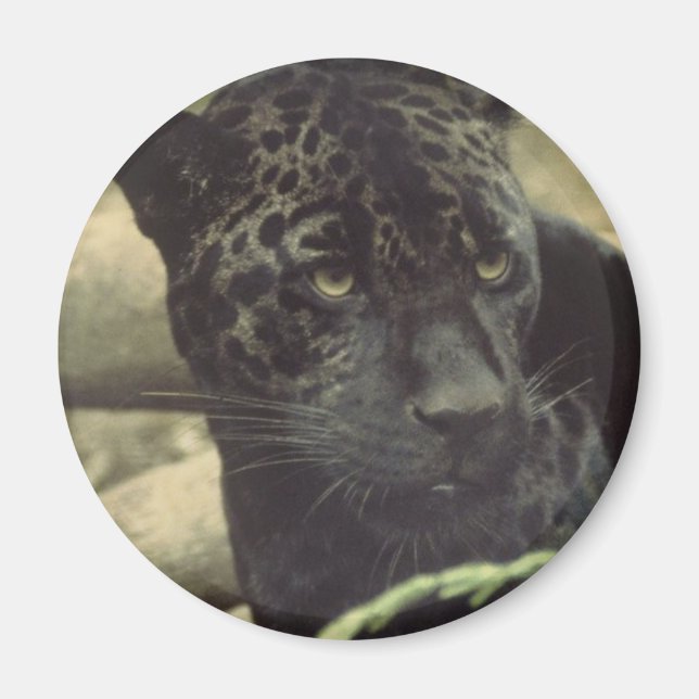 Black Panther Magnet (Framsidan)