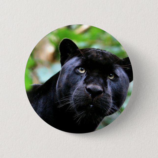 Black Panther Makro Knapp (Framsida)