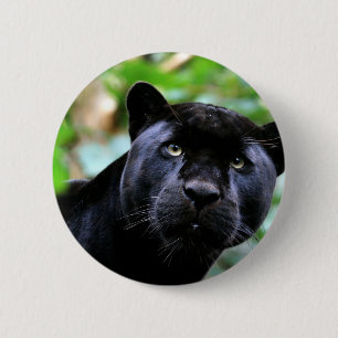 Black Panther Makro Knapp