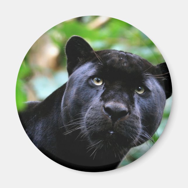 Black Panther Makro Magnet (Framsidan)