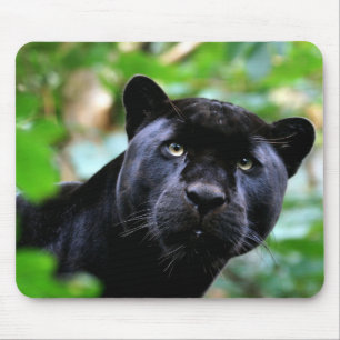Black Panther Makro Musmatta