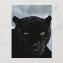 Black Panther Panthera Vykort