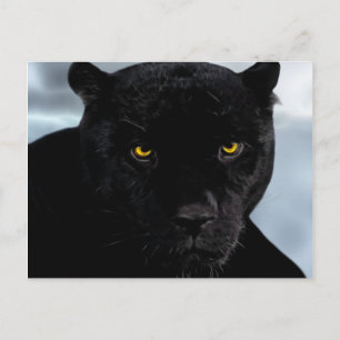 Black Panther Panthera Vykort