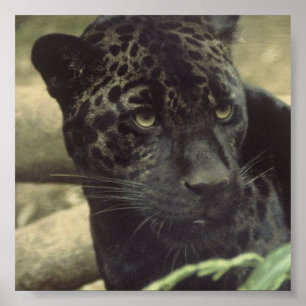 Black Panther Poster