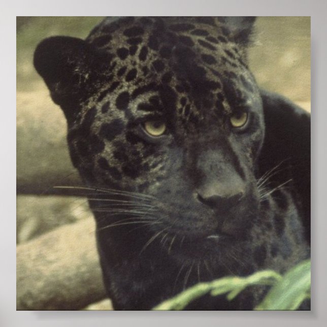 Black Panther Poster (Framsidan)