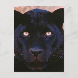 Black Panther Vykort