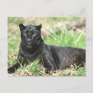 Black Panther Vykort