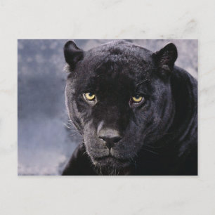 Black Panther Vykort