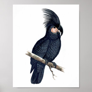 Black Parrot No.12 Antique Bird Repro Print Poster
