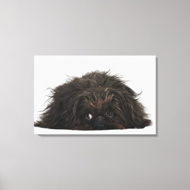 Black Pekingese hund ljuger ner Canvastryck (Framsida)