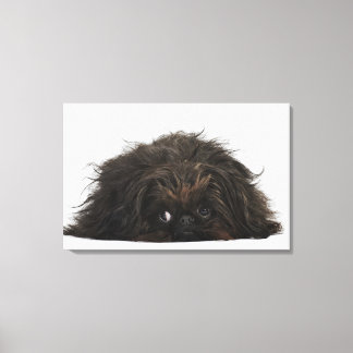 Black Pekingese hund ljuger ner Canvastryck
