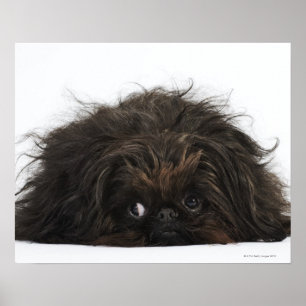 Black Pekingese hund ljuger ner Poster