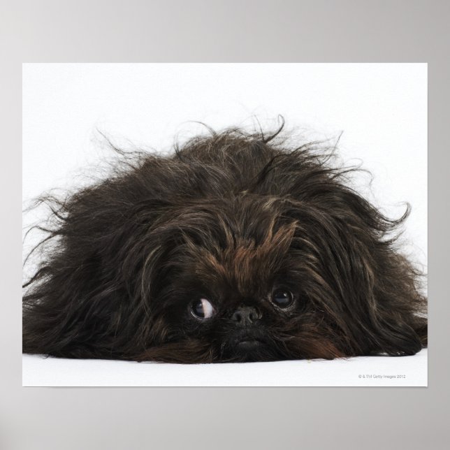 Black Pekingese hund ljuger ner Poster (Framsidan)