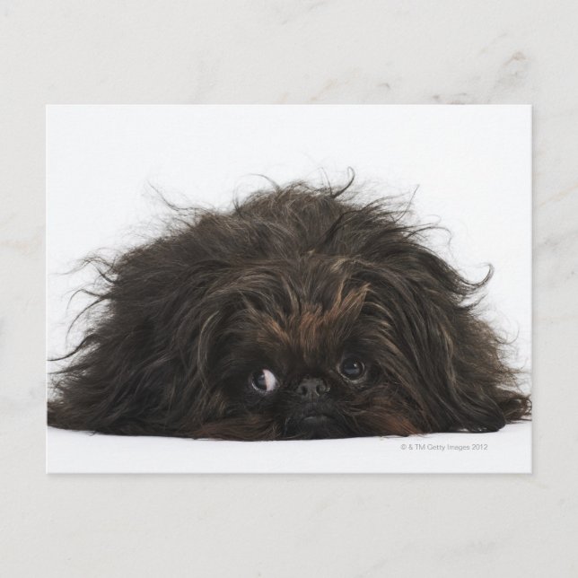 Black Pekingese hund ljuger ner Vykort (Framsida)