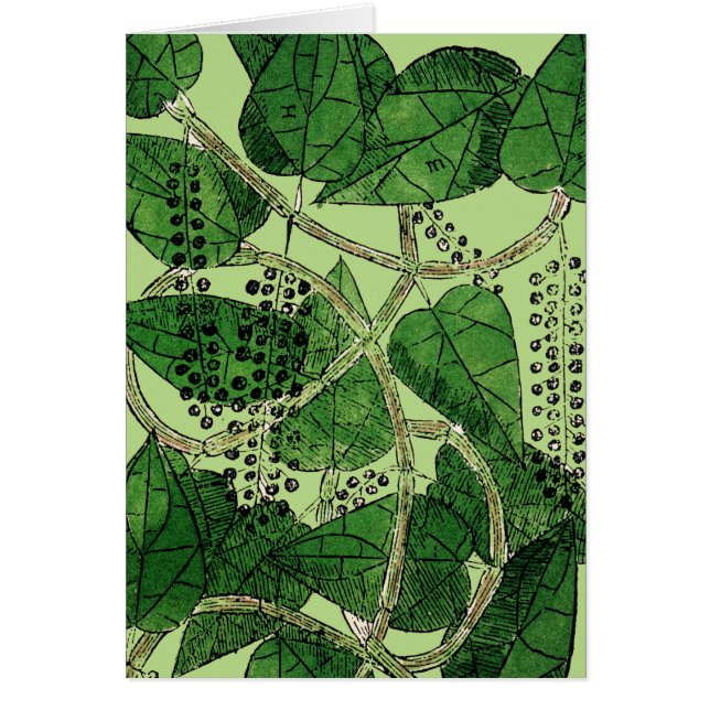 Black Pepper Plant, 1578 OBS Kort (Framsidan)