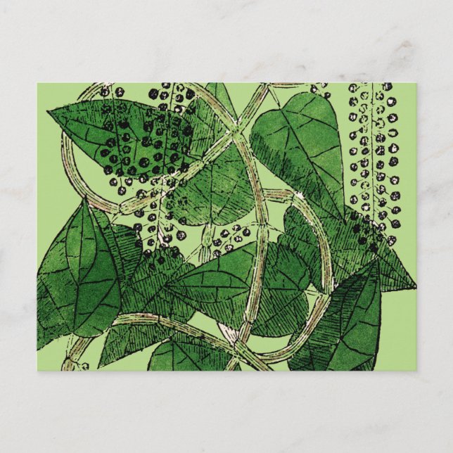 Black Pepper Plant, 1578 Vykort (Framsida)