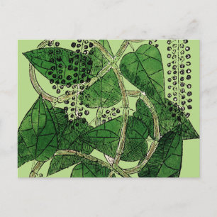 Black Pepper Plant, 1578 Vykort