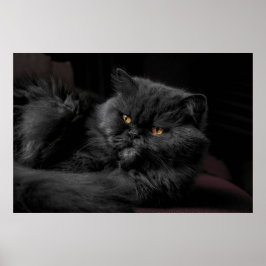 Black Persian Cat Poster