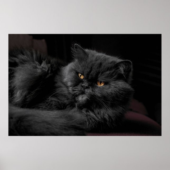 Black Persian Cat Poster (Framsidan)