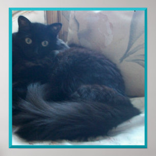 Black Persian Cat Poster