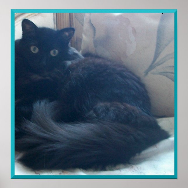 Black Persian Cat Poster (Framsidan)