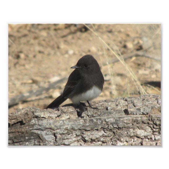 Black Phoebe Anpassningsbar 10 tum x 8 tum Fotoutv Fototryck (Framsidan)