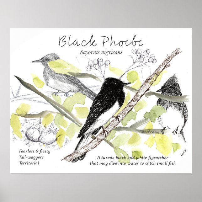 Black Phoebe Bird Tuxedo Black Tree Drawing  Poster (Framsidan)