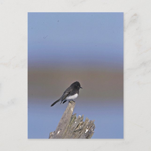 Black Phoebe Vykort (Framsida)