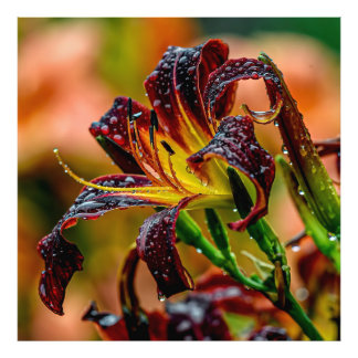 "Black Plush" Daylily Fototryck