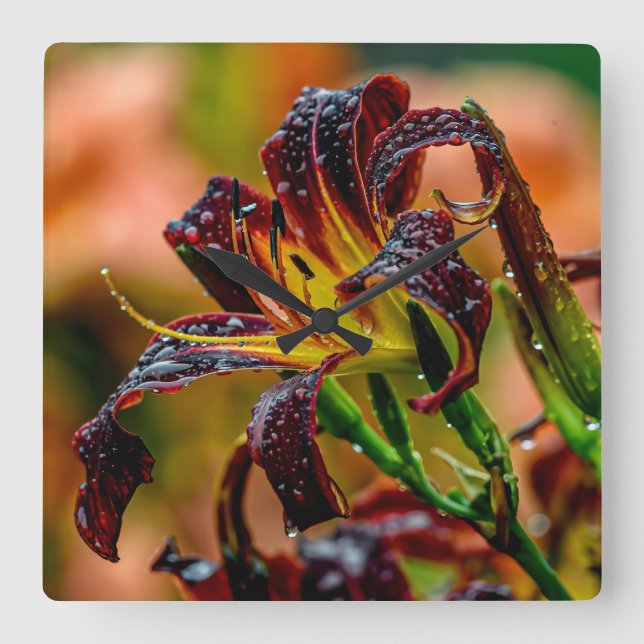 "Black Plush" Daylily Fyrkantig Klocka (Framsida)