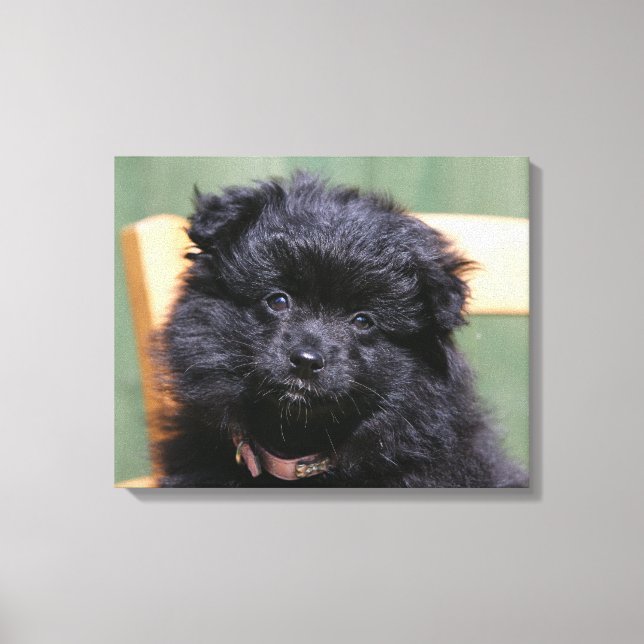 Black Pomeranian Puppy Canvastryck (Framsida)