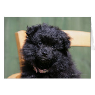 Black Pomeranian Puppy Hälsningskort