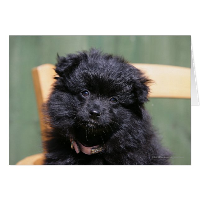 Black Pomeranian Puppy Hälsningskort (Framsidan Horizontal)