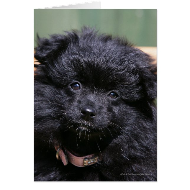 Black Pomeranian Puppy Hälsningskort (Framsidan)