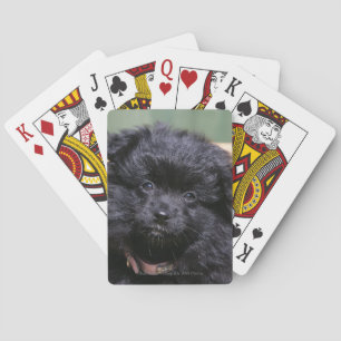 Black Pomeranian Puppy Kortlek
