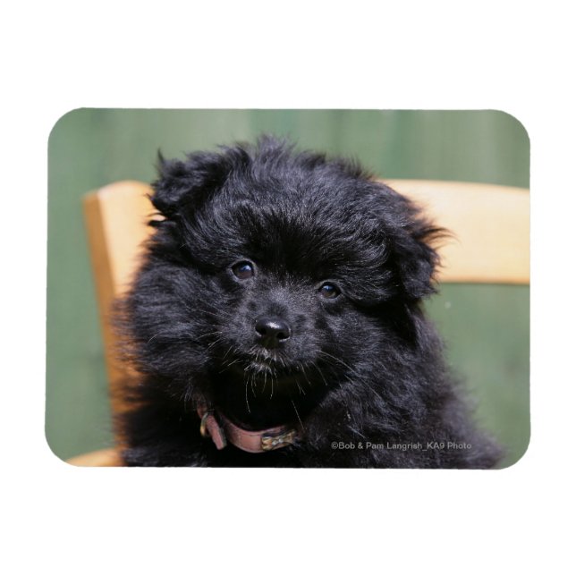Black Pomeranian Puppy Magnet (Horisontell)