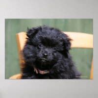 Black Pomeranian Puppy