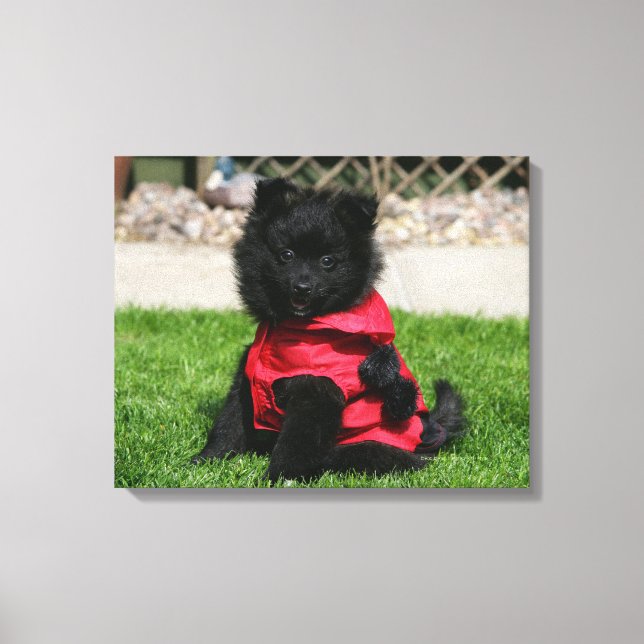 Black Pommern Puppy Tittar i Camera Canvastryck (Framsida)