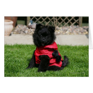 Black Pommern Puppy Tittar i Camera Hälsningskort