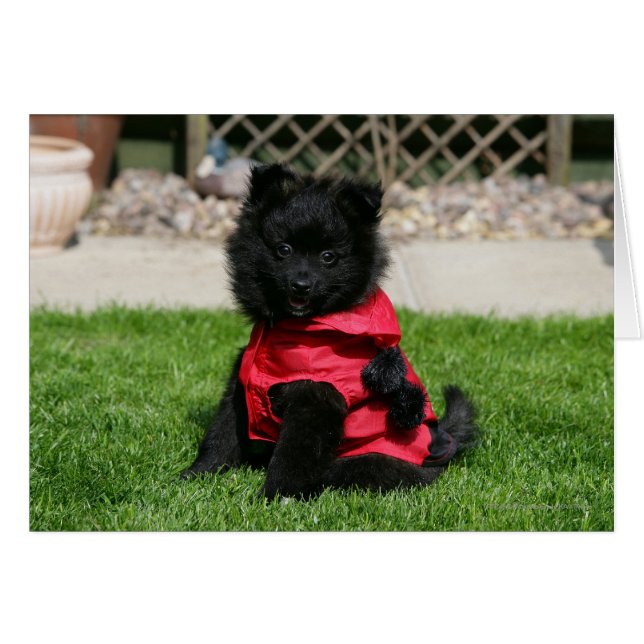 Black Pommern Puppy Tittar i Camera Hälsningskort (Framsidan Horizontal)