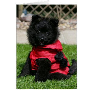 Black Pommern Puppy Tittar i Camera Hälsningskort