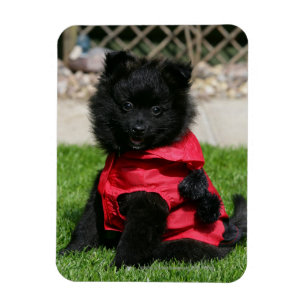 Black Pommern Puppy Tittar i Camera Magnet