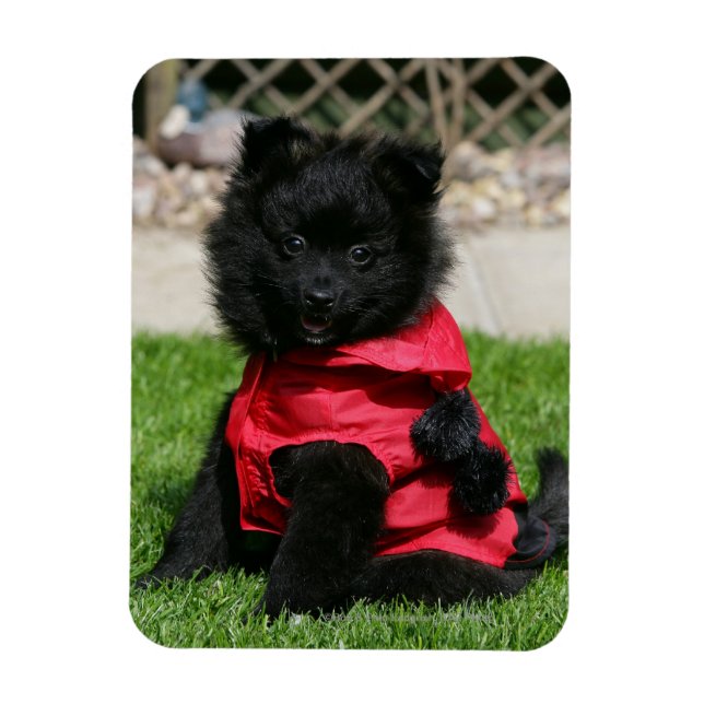 Black Pommern Puppy Tittar i Camera Magnet (Vertikal)