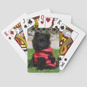 Black Pommern Puppy Tittar i Camera Spelkort