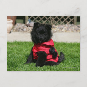 Black Pommern Puppy Tittar i Camera Vykort