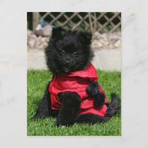 Black Pommern Puppy Tittar i Camera Vykort