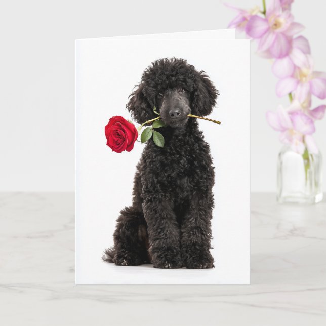 Black Poodle Puppy Valentine – Sweet Devotion Kort (Orkide)