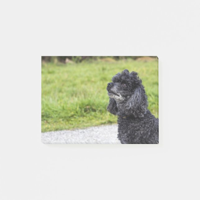 Black Pudel 2 Post-it Block (Framsida)