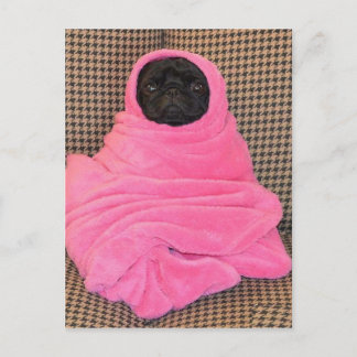 Black Pug in A Rosa Blanket Vykort
